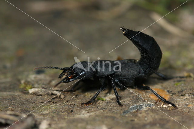 devil's coach-horse beetle (Ocypus olens)