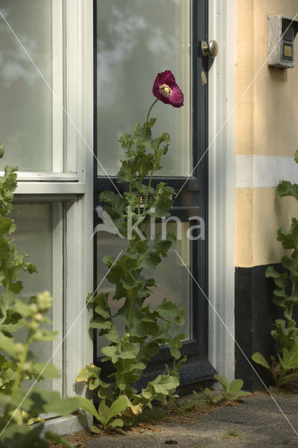 Stokroos (Alcea rosea)