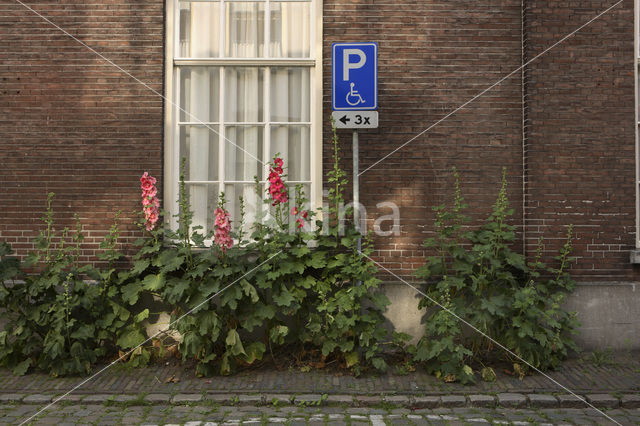 Hollyhock (Alcea rosea)