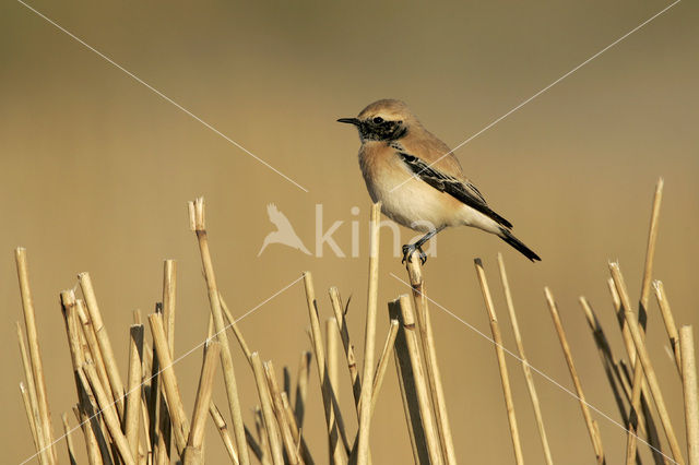 Desert Wheatear (Oenanthe deserti)