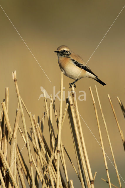 Desert Wheatear (Oenanthe deserti)