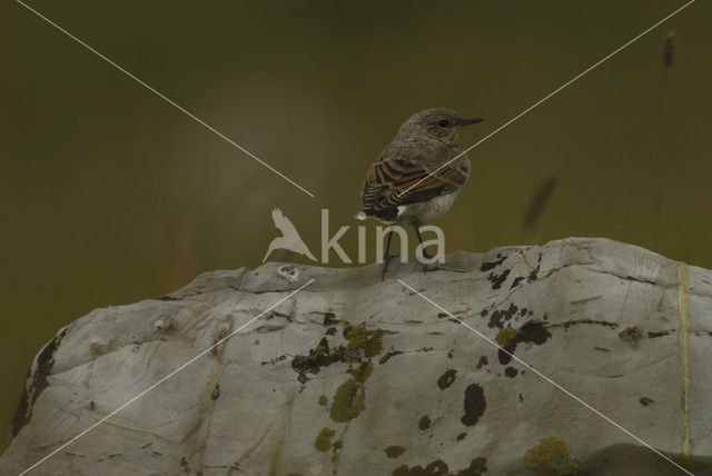 Northern Wheatear (Oenanthe oenanthe)