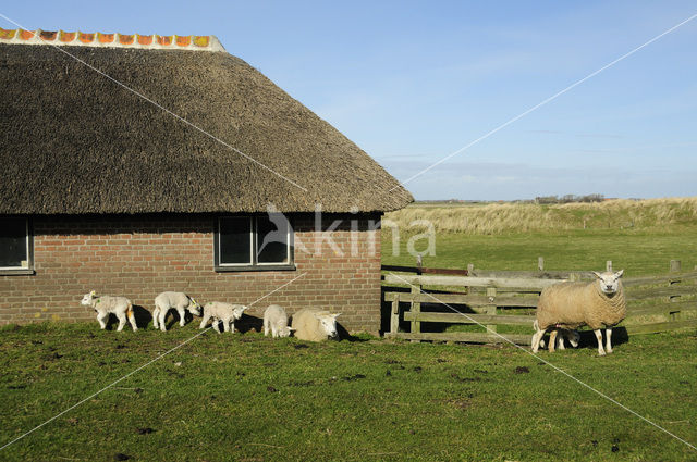 Texelaar schaap (Ovis domesticus)