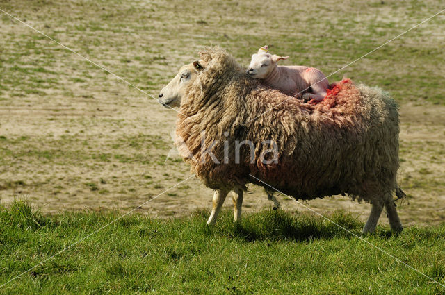 sheep (Ovis domesticus)