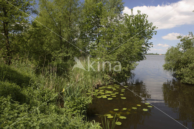 Tienhovense plassen