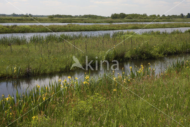 Tienhovense plassen