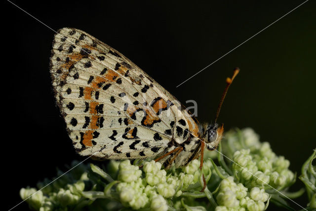 Tweekleurige parelmoervlinder (Melitaea didyma)