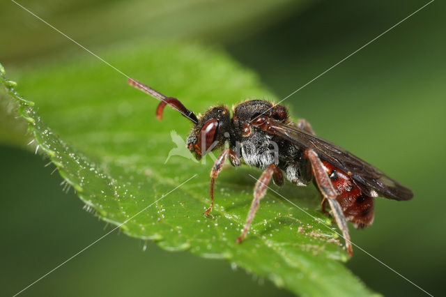 Tweekleurige wespbij (Nomada integra)