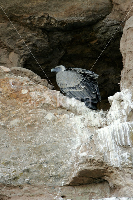 Vale Gier (Gyps fulvus)