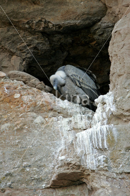 Eurasian Griffon (Gyps fulvus)