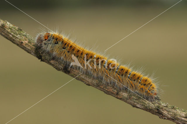 Grass Eggar (Lasiocampa trifolii)