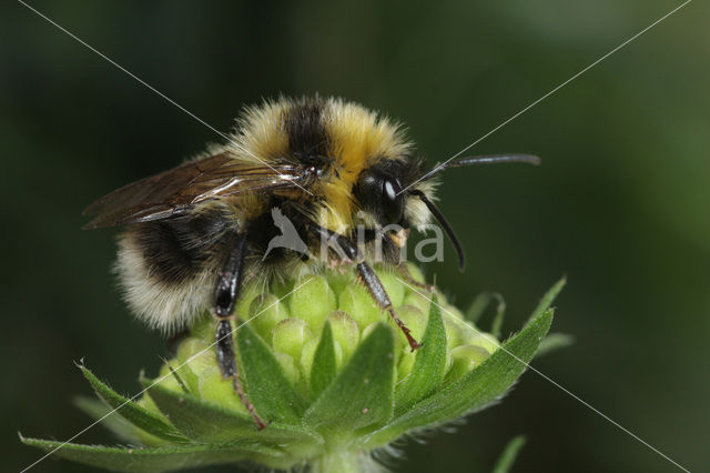 Veenhommel (Bombus jonellus)