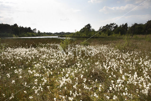 Veenpluis (Eriophorum angustifolium)