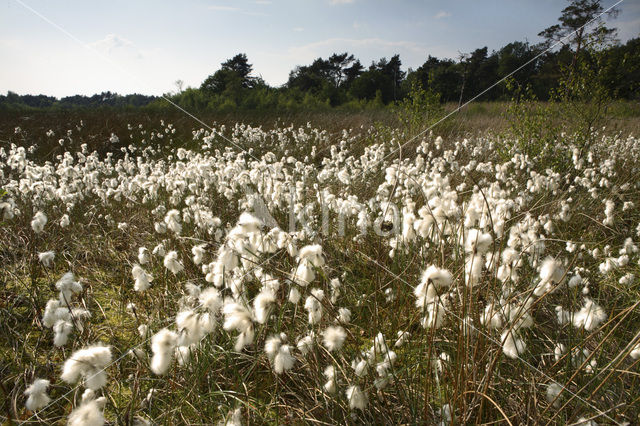 Veenpluis (Eriophorum angustifolium)