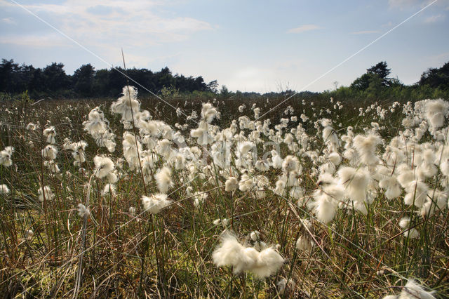 Veenpluis (Eriophorum angustifolium)