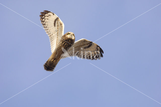 Short-eared Owl (Asio flammeus)