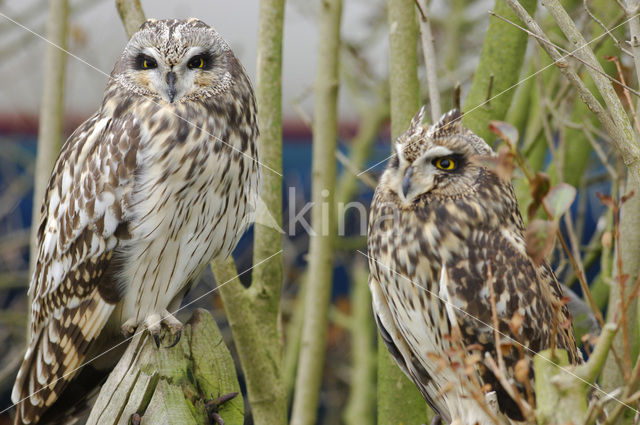 Short-eared Owl (Asio flammeus)