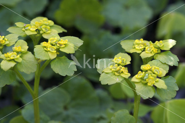 Alternate-leaved Golden Saxifrage (Chrysosplenium alternifolium)