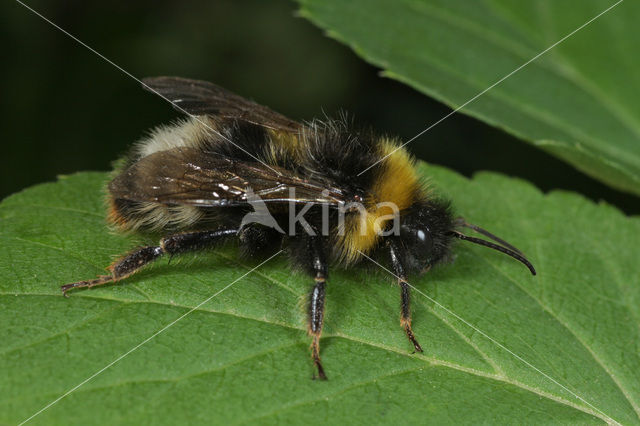 Four-coloured cuckoo bee (Bombus sylvestris)