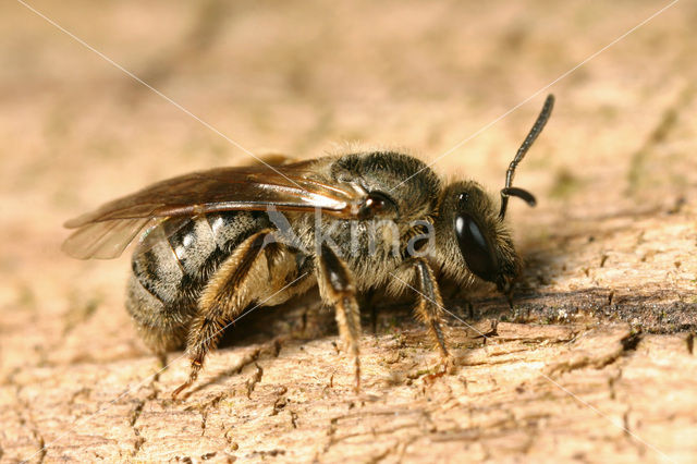 Viltige groefbij (Lasioglossum prasinum)