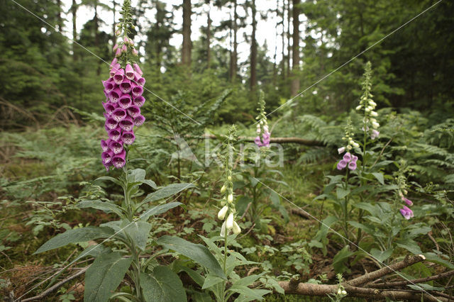 Vingerhoedskruid (Digitalis spec.)