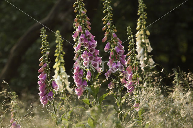 Foxglove (Digitalis spec.)