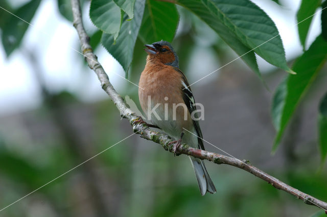 Chaffinch (Fringilla coelebs)