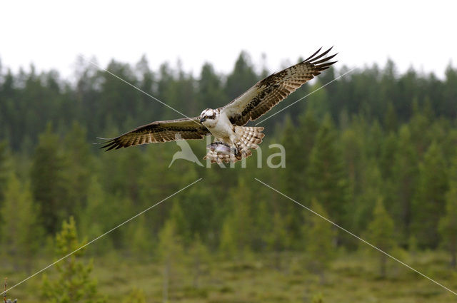 Visarend (Pandion haliaetus)