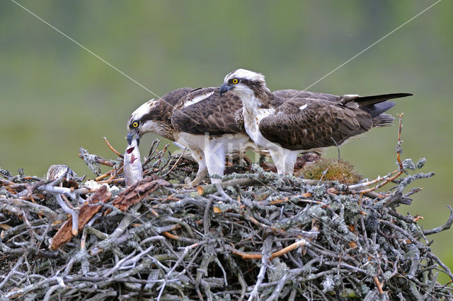 Visarend (Pandion haliaetus)