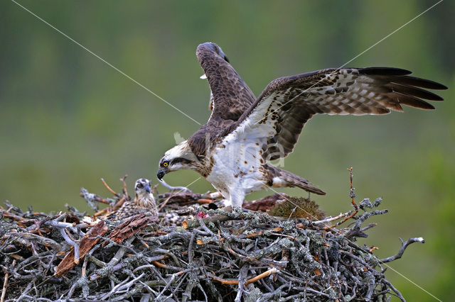 Visarend (Pandion haliaetus)