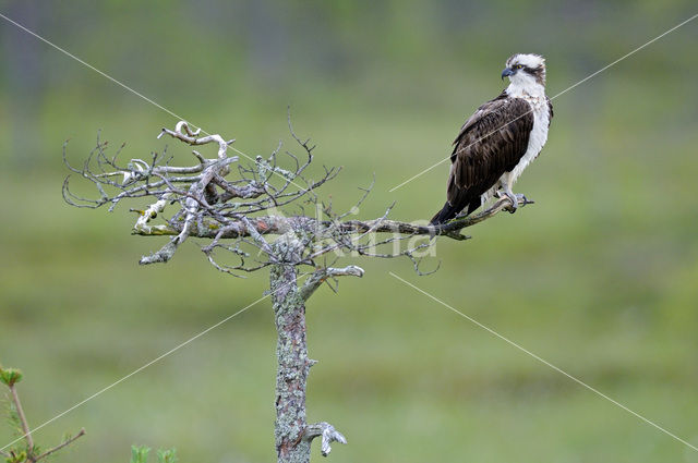 Osprey (Pandion haliaetus)