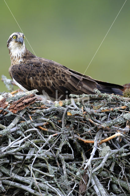 Visarend (Pandion haliaetus)