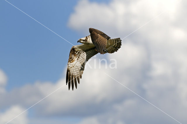 Visarend (Pandion haliaetus)