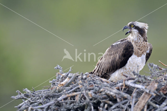 Osprey (Pandion haliaetus)