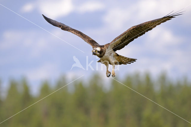 Osprey (Pandion haliaetus)