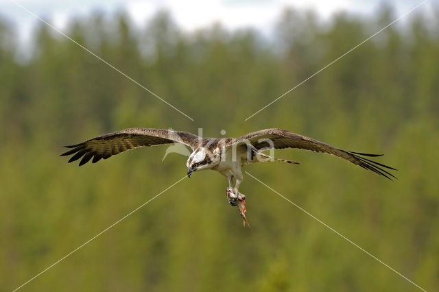 Osprey (Pandion haliaetus)