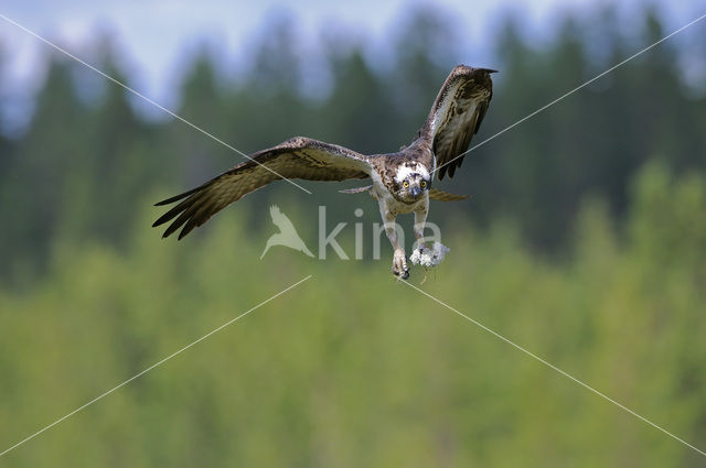 Visarend (Pandion haliaetus)