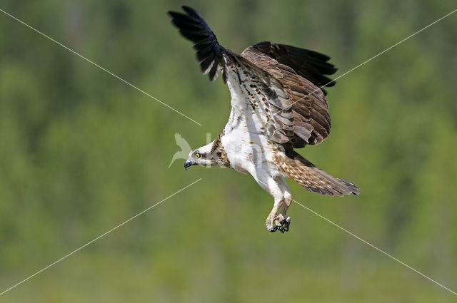 Visarend (Pandion haliaetus)