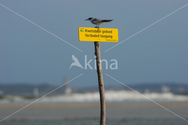 Common Tern (Sterna hirundo)