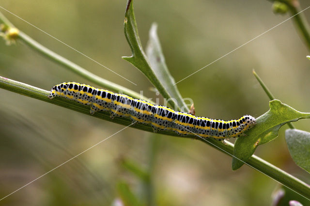 Vlasbekuiltje (Calophasia lunula)