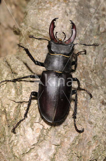 Stag Beetle (Lucanus cervus)