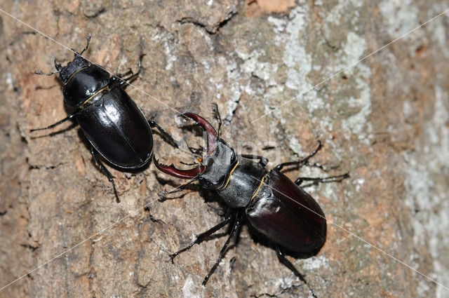 Stag Beetle (Lucanus cervus)