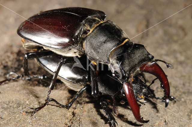 Stag Beetle (Lucanus cervus)