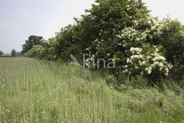 Vlier (Sambucus )