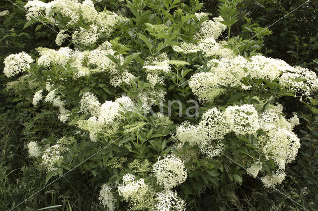 Vlier (Sambucus )