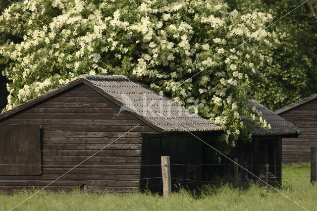 Vlier (Sambucus )