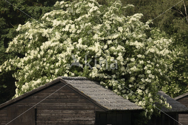 Vlier (Sambucus )