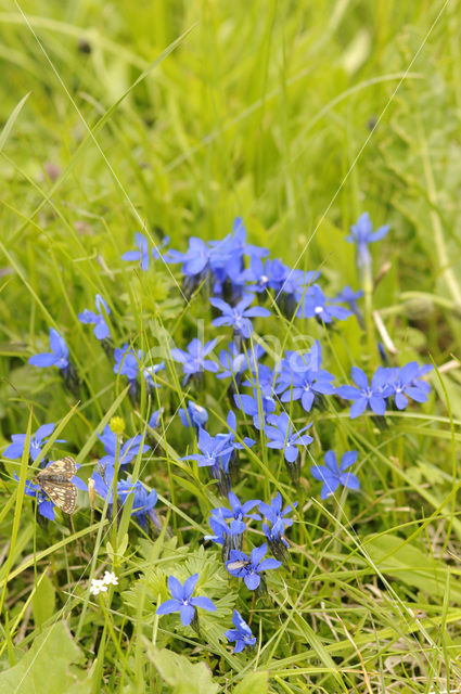 Voorjaarsgentiaan (Gentiana verna)