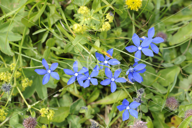 Voorjaarsgentiaan (Gentiana verna)