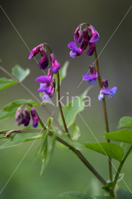 Voorjaarslathyrus (Lathyrus vernus)